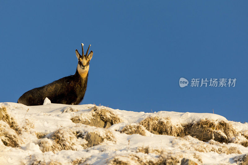 羚羊看着相机，阿尔卑斯山(Rupicapra Rupicapra)